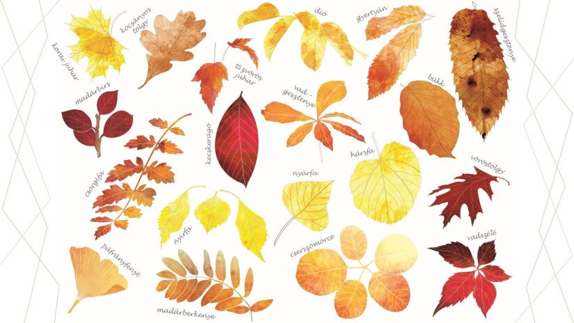 különböző őszi levelek