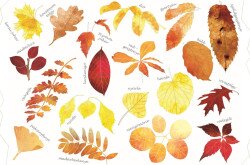 különböző őszi levelek