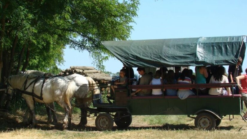 Kutschenfahrt im Büffelreservat in Kápolnapuszta