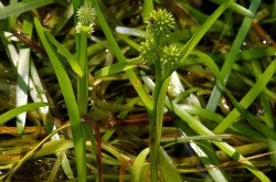 lápi békabuzogány - Sparganium natans