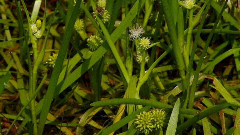 Lápi békabuzogány (Sparganium natans)