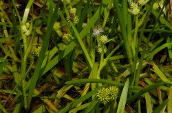 Lápi békabuzogány (Sparganium natans)