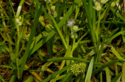 Lápi békabuzogány (Sparganium natans)