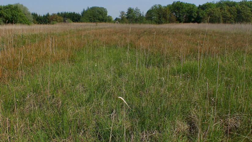 Láprét Pusztaszentlászló területén