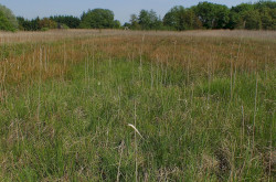 Láprét Pusztaszentlászló területén