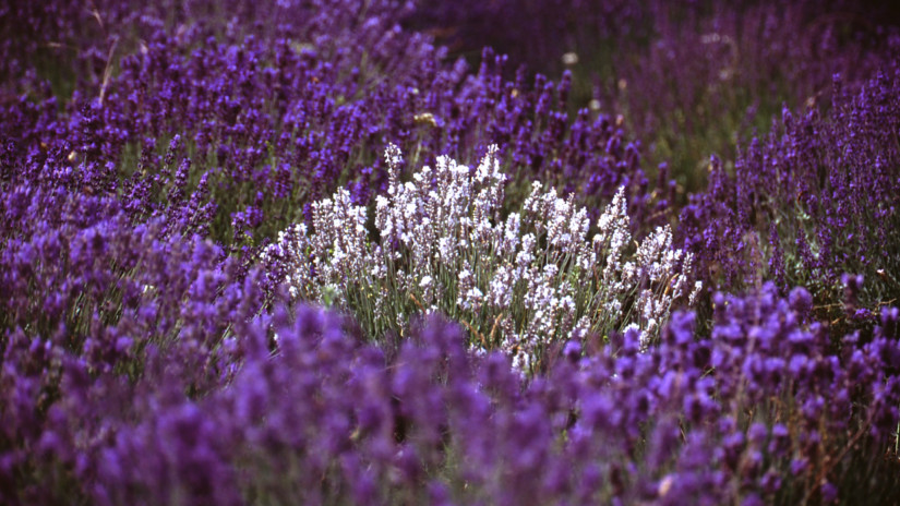 Lavendel