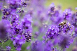 Lavender field, Tihany