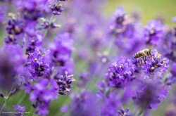 Lavender field, Tihany