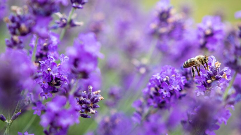 Lavender field, Tihany