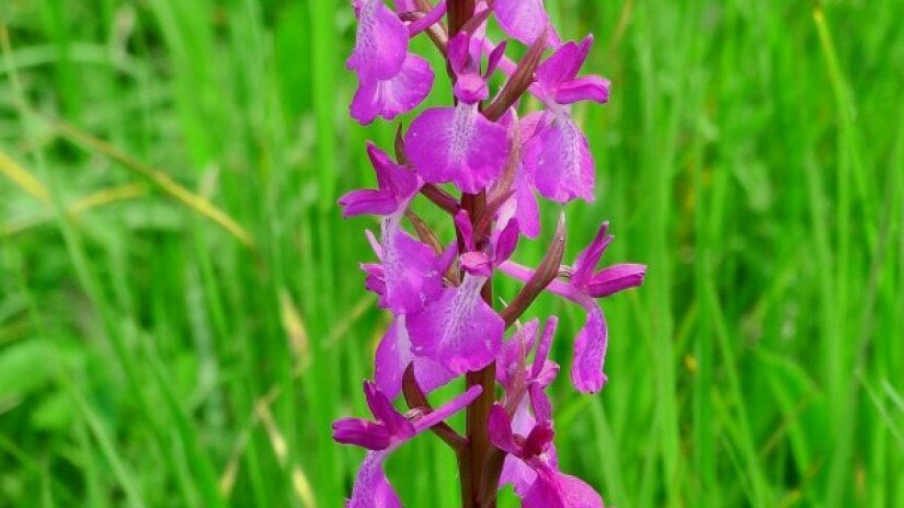 Lax-flowered orchid (Anacamptis laxiflora) in the Káli Basin
