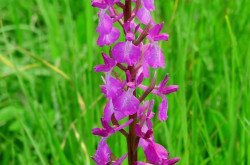 Lax-flowered orchid (Anacamptis laxiflora) in the Káli Basin