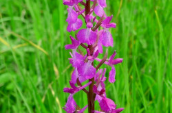 Lax-flowered orchid (Anacamptis laxiflora) in the Káli Basin