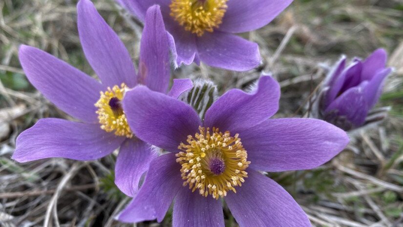 Leánykökörcsin (Pulsatilla grandis)