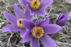 Leánykökörcsin (Pulsatilla grandis)