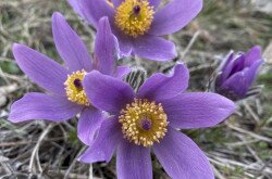 Leánykökörcsin (Pulsatilla grandis)