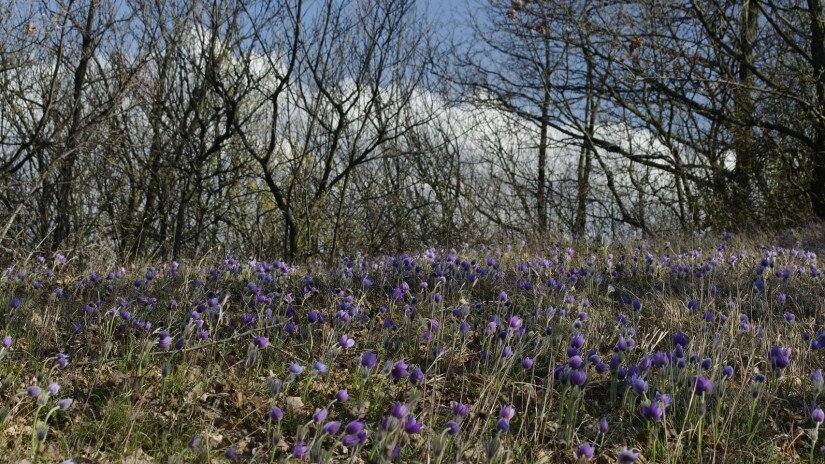 Leánykökörcsin (Pulsatilla grandis)