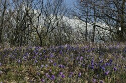 Leánykökörcsin (Pulsatilla grandis)