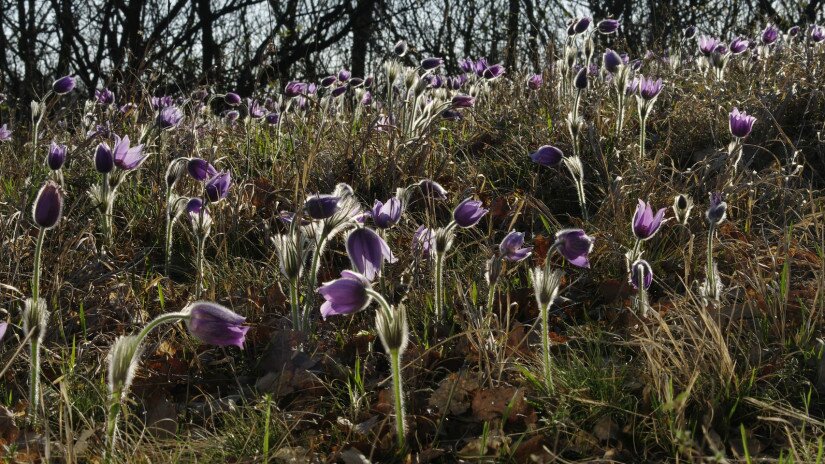 Leánykökörcsin (Pulsatilla grandis)