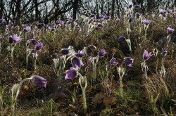 Leánykökörcsin (Pulsatilla grandis)