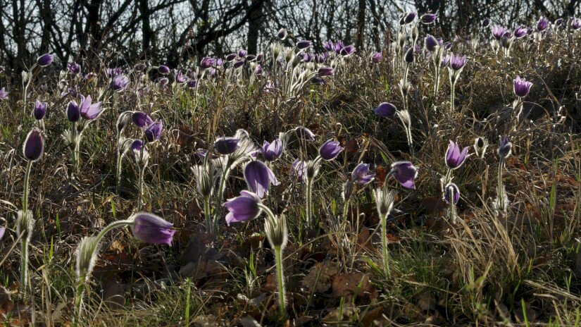 Leánykökörcsin (Pulsatilla grandis)