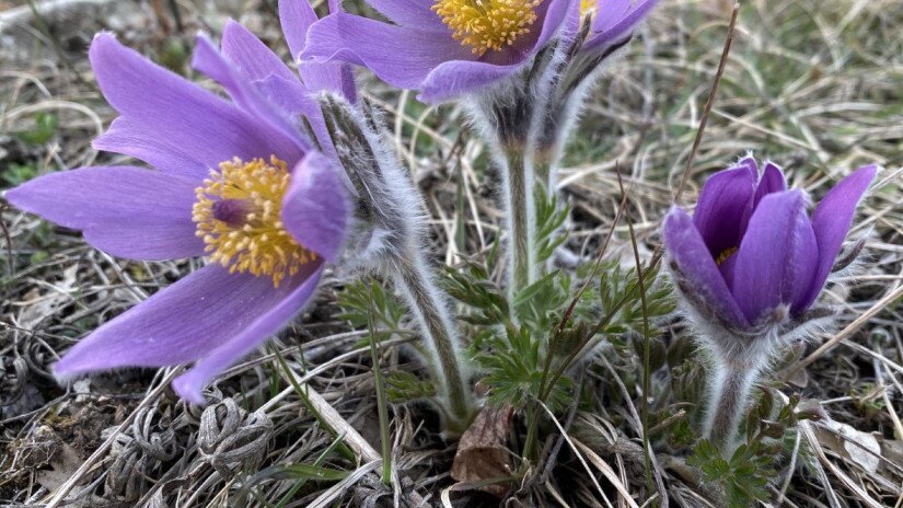 Leánykökörcsin (Pulsatilla grandis)