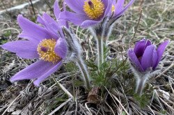 Leánykökörcsin (Pulsatilla grandis)