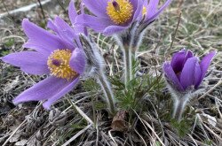 Leánykökörcsin (Pulsatilla grandis)