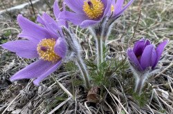 Leánykökörcsin (Pulsatilla grandis)
