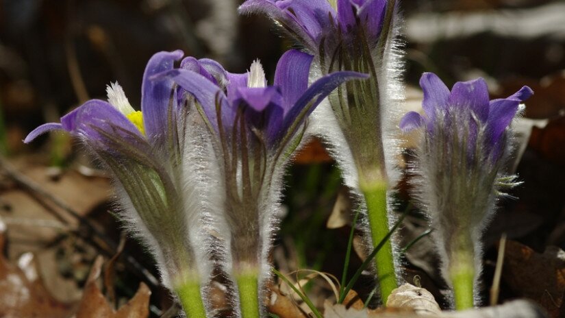 Leánykökörcsin (Pulsatilla grandis)