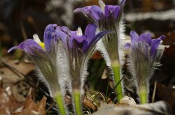 Leánykökörcsin (Pulsatilla grandis)