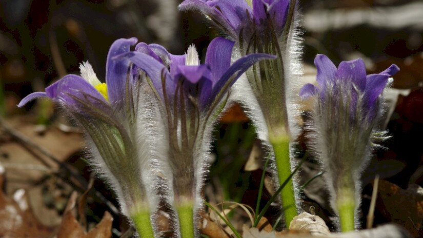 Leánykökörcsin (Pulsatilla grandis)