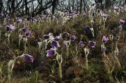 Leánykökörcsinek (Pulsatilla grandis)