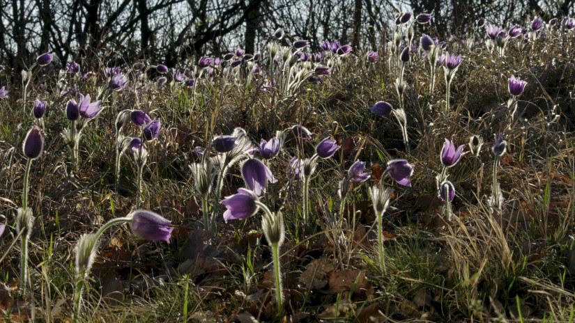 Leánykökörcsinek (Pulsatilla grandis)