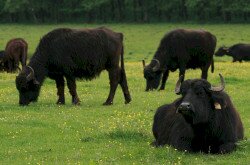 Legelésző bivalyok