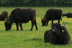 Legelésző bivalyok