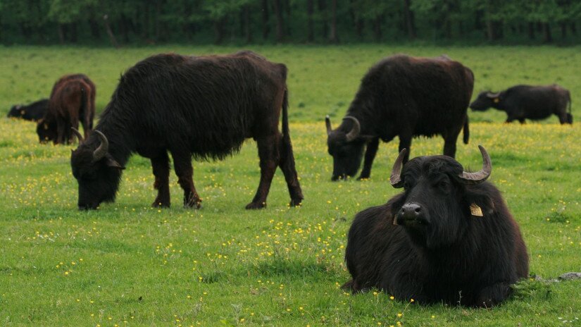 Legelésző bivalyok