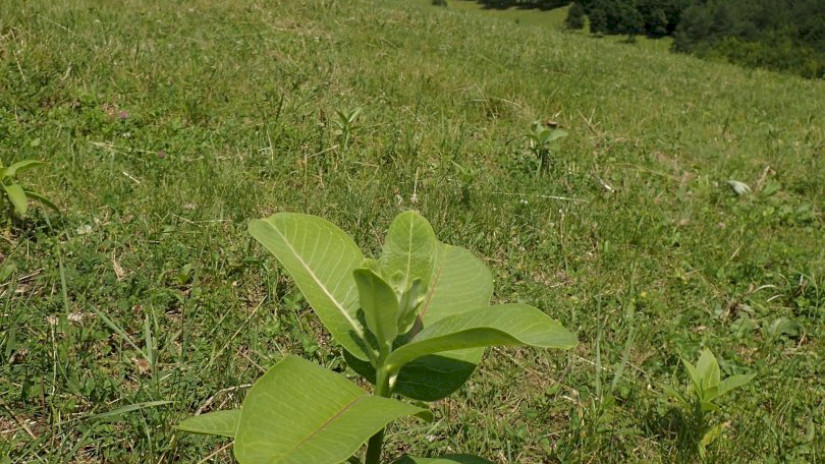 legelőn..