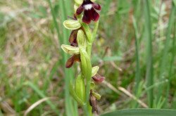 Légybangó  (Ophrys insectifera)