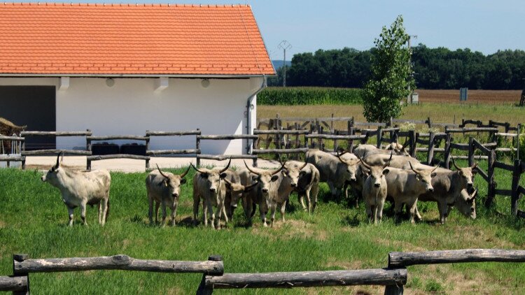 Felhívás – Letenye állattartó telep és gazdálkodási központ üzemeltetésére