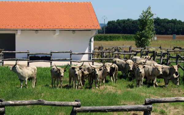 Felhívás – Letenye állattartó telep és gazdálkodási központ üzemeltetésére