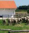 Felhívás – Letenye állattartó telep és gazdálkodási központ üzemeltetésére