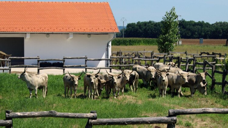 Felhívás – Letenye állattartó telep és gazdálkodási központ üzemeltetésére 2023-12