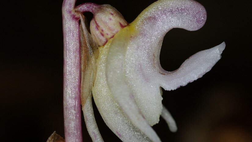 levéltelen bajuszvirág (Epipogium aphyllum)