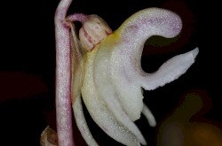 levéltelen bajuszvirág (Epipogium aphyllum)