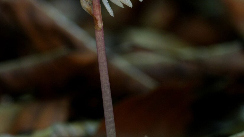 Levéltelen bajuszvirág (Epipogium aphyllum)