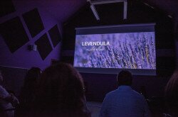 Levendula film