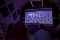 Levendula film