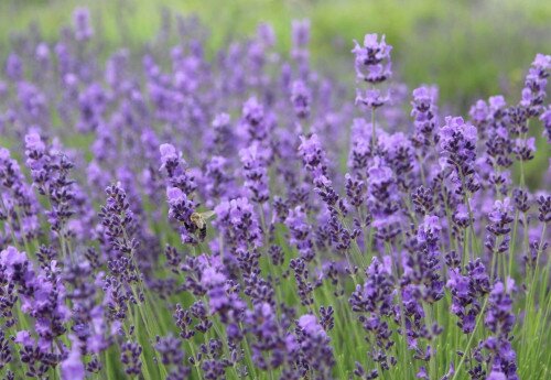 Lavender Pick It Yourself 2025