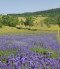 Lavender Pick It Yourself 2023