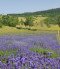 Lavendel zum Selberpflücken 2022